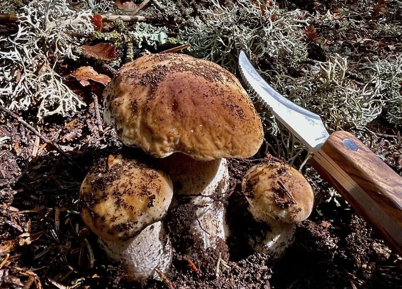 Quel vin, blanc ou rouge, pour quel plat de champignons ?
