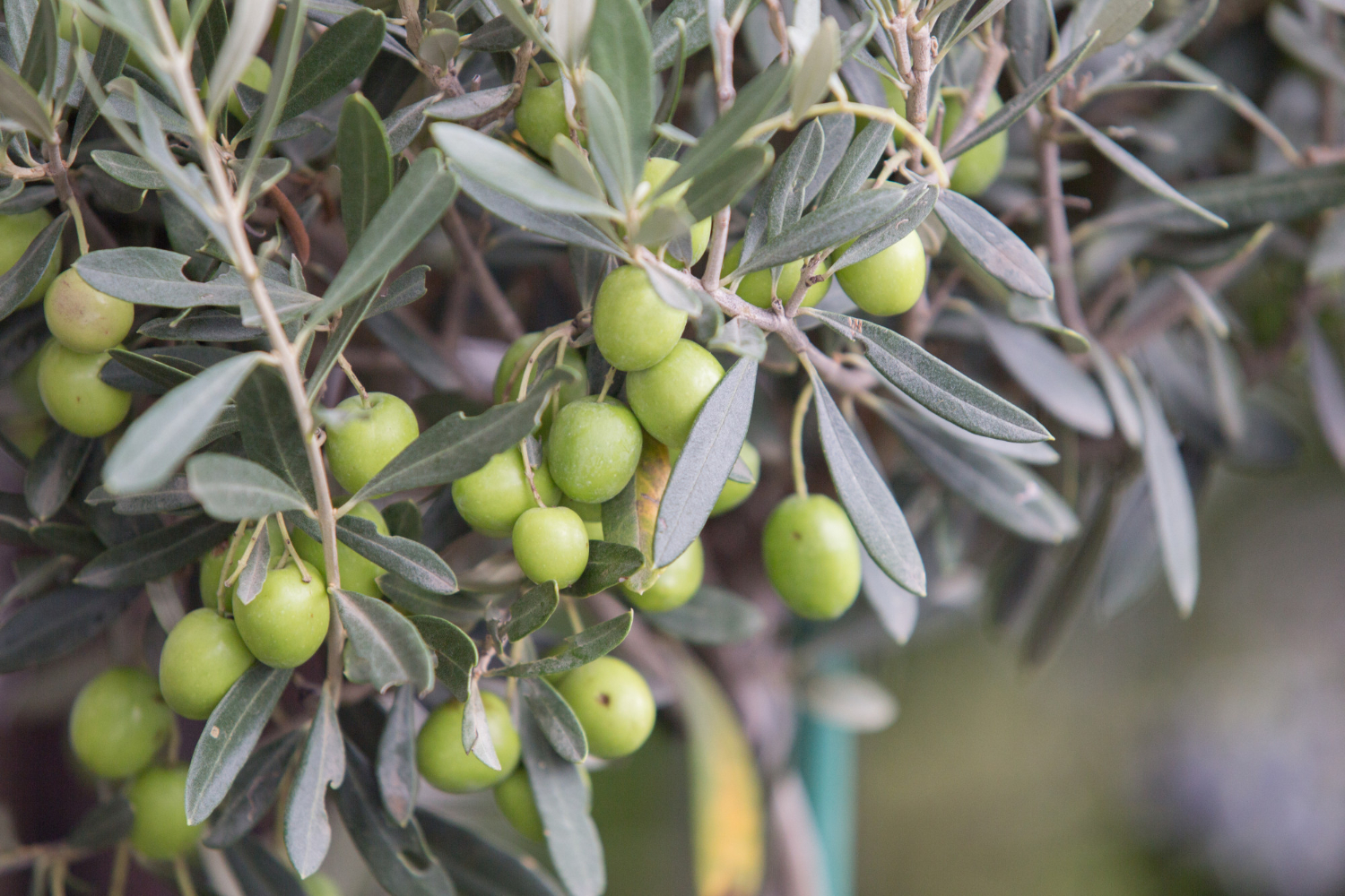 L'olive au coeur de l'histoire et de la gastronomie provençal